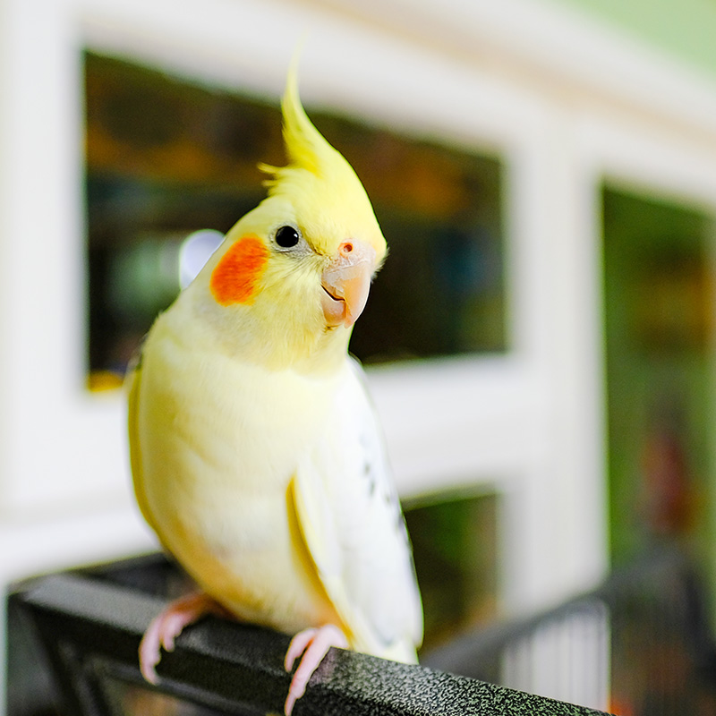 A yellow cocktail says hello.