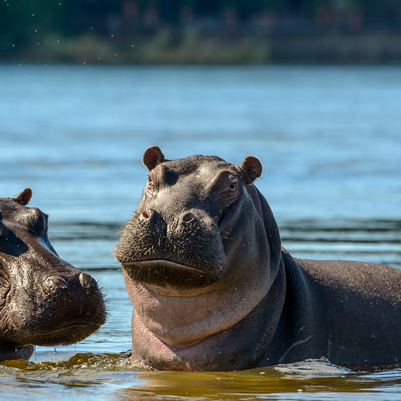 Big hippos takeing a bath.