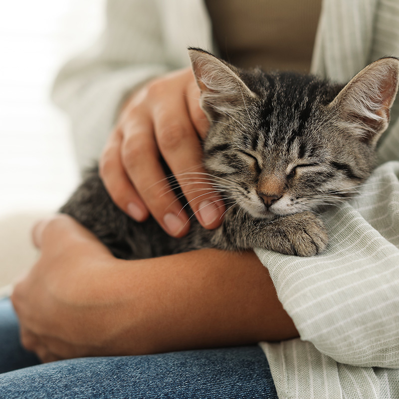 A sleepy kitten on a lap.