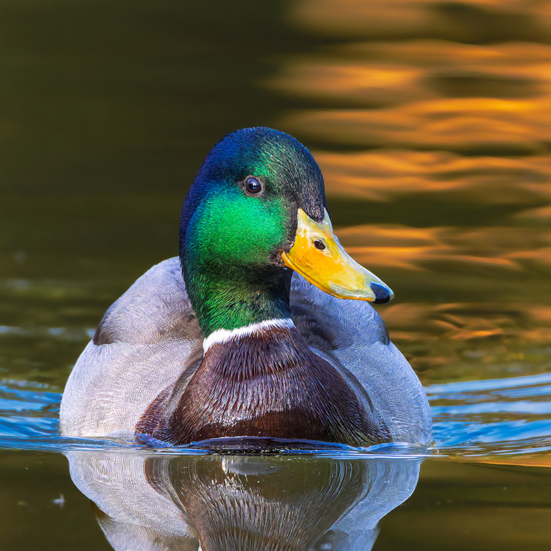 A beautiful duck swimming in a pond.