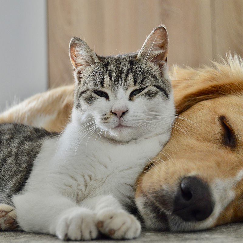 A cute kitten and dog snuggling together.